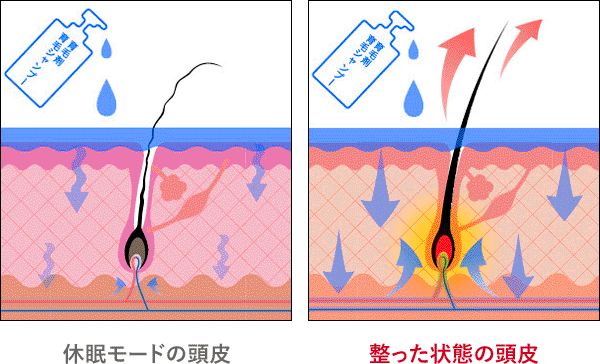 育毛剤本来の手応えを引き出す鍵は、頭皮の再起動
