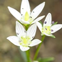 センブリエキス