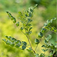 グリチルリチン酸ジカリウム